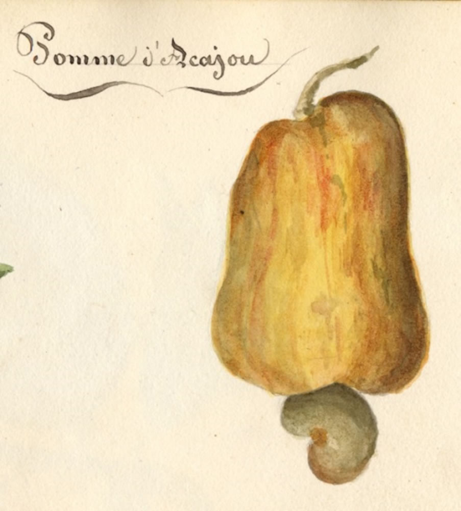 pomme de cajou
